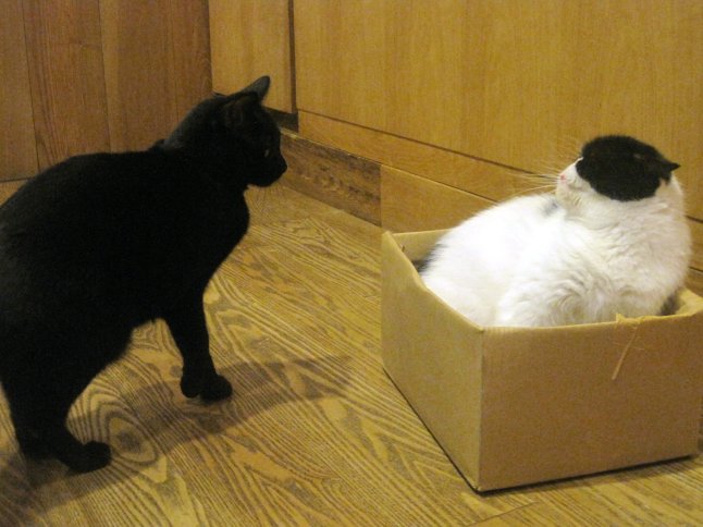 There was a bit of a cat fight that started while I was there, over who gets the prestigious spot inside the box. (I don't know why cats like boxes so much. Weird little things, aren't they?)